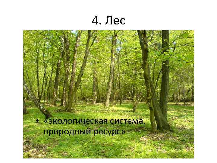 4. Лес • «экологическая система, природный ресурс» 