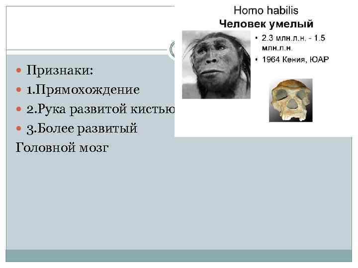  Признаки: 1. Прямохождение 2. Рука развитой кистью 3. Более развитый Головной мозг 