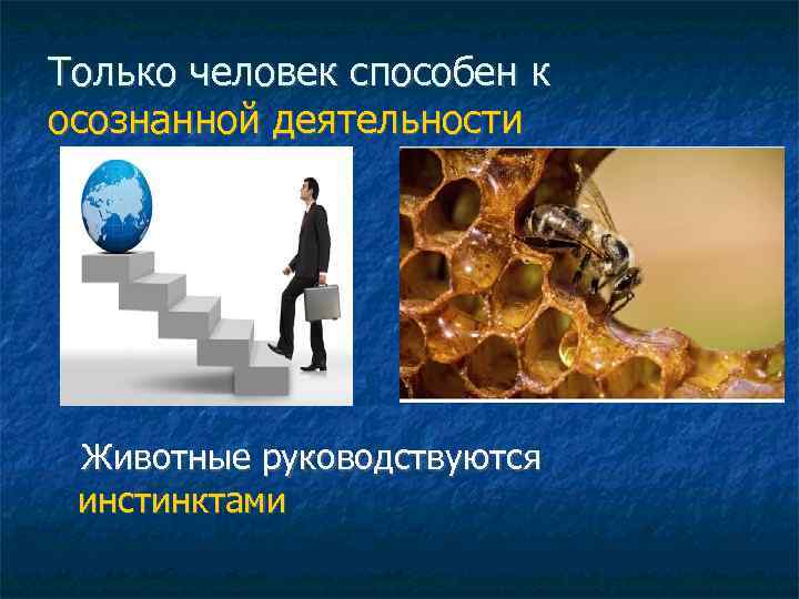 Только человек способен к осознанной деятельности Животные руководствуются инстинктами 