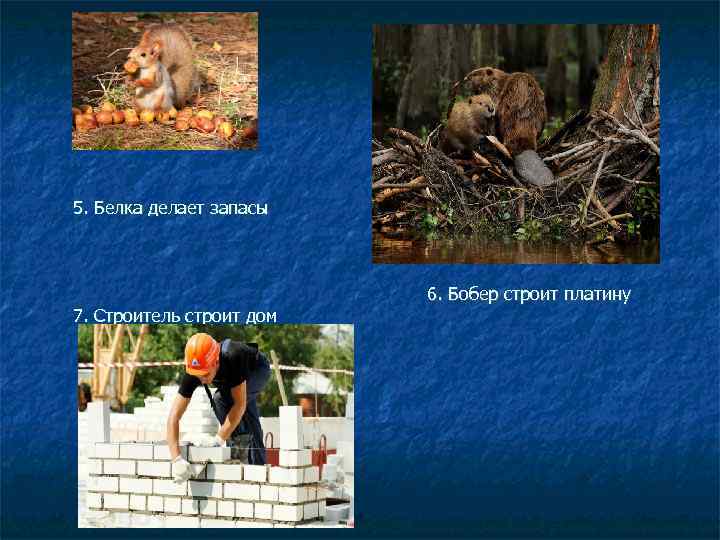 5. Белка делает запасы 7. Строитель строит дом 6. Бобер строит платину 