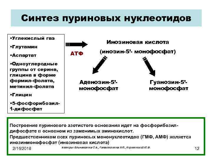 Синтез пуриновых нуклеотидов • Углекислый газ • Глутамин • Аспартат • Одноуглеродные группы от