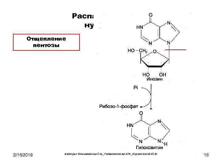 Распад пуриновых нуклеотидов Отщепление пентозы 2/16/2018 Авторы: Ельчанинова С. А. , Галактионова Л. П.