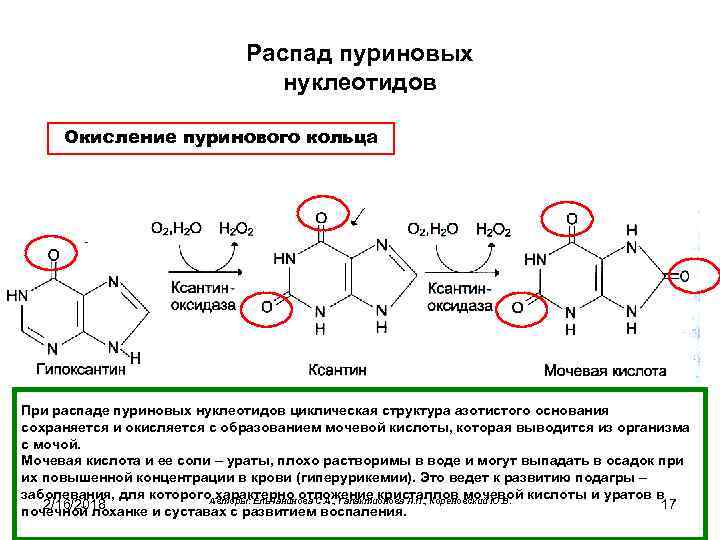 Схема образования мочевой кислоты