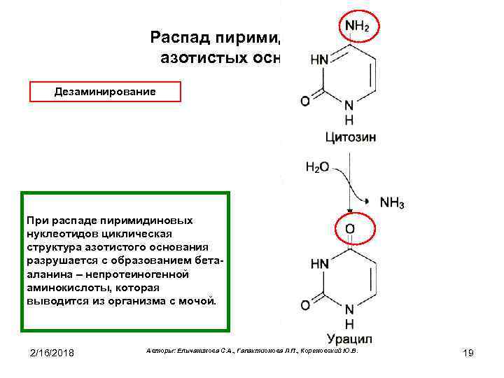 Общая схема синтеза и распада пиримидиновых нуклеотидов