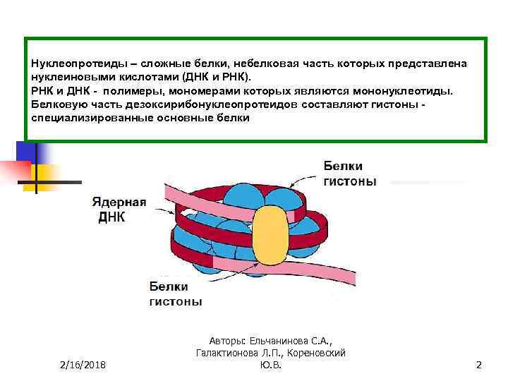 Состоит из днк и белков. Нуклеопротеиды биохимия строение. Нуклеопротеин строение. Белковая часть нуклеопротеидов. Нуклеопротеиды структура.