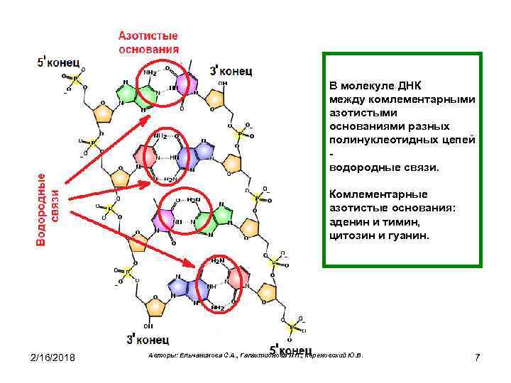 Азотистые основания молекулы днк. Строение молекулы ДНК азотистые основания углевод. Схема азотистых оснований в ДНК. ДНК азотистые основания ДНК. Структура ДНК азотистые основания.