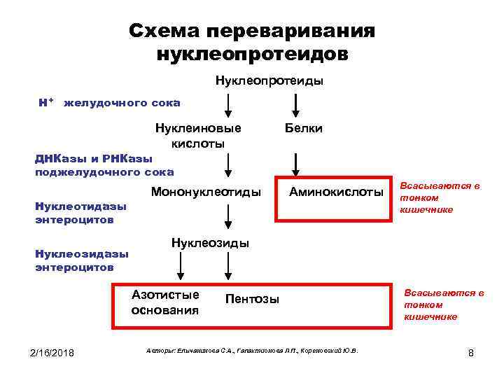 Схема распада нуклеопротеидов