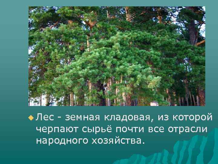  Лес - земная кладовая, из которой черпают сырьё почти все отрасли народного хозяйства.