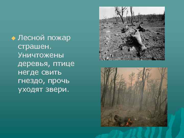  Лесной пожар страшен. Уничтожены деревья, птице негде свить гнездо, прочь уходят звери. 