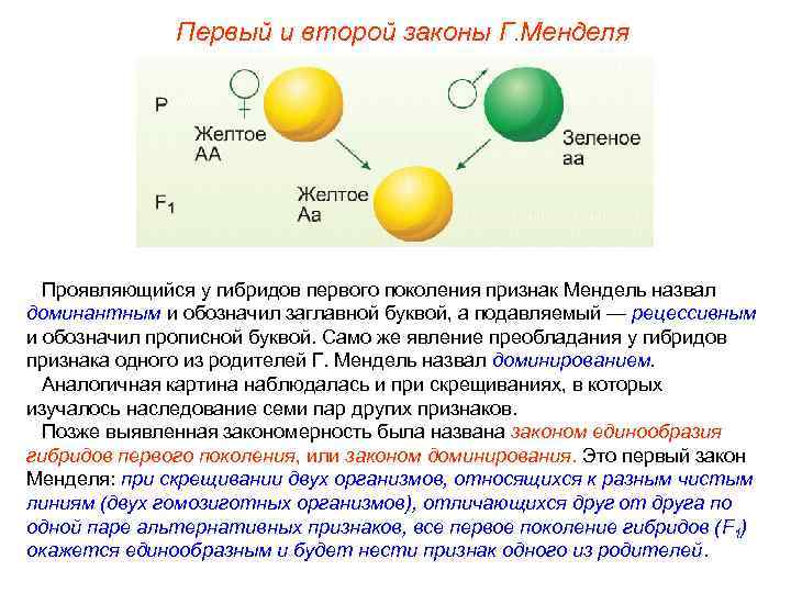 Первый и второй законы Г. Менделя Проявляющийся у гибридов первого поколения признак Мендель назвал