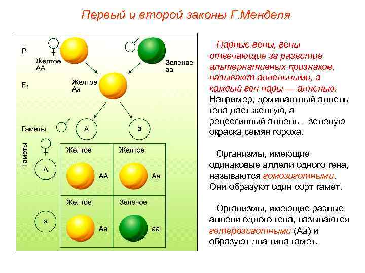 Первый и второй законы Г. Менделя Парные гены, гены отвечающие за развитие альтернативных признаков,