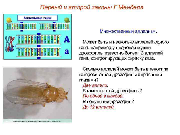 Первый и второй законы Г. Менделя Множественный аллелизм. Может быть и несколько аллелей одного
