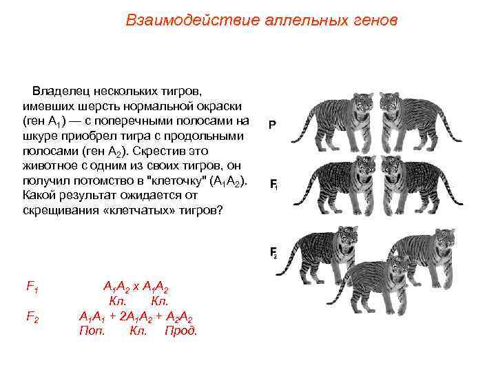 Взаимодействие аллельных генов Владелец нескольких тигров, имевших шерсть нормальной окраски (ген А 1) —