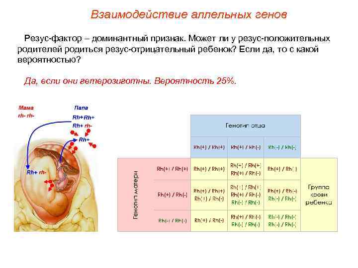 Взаимодействие аллельных генов Резус-фактор – доминантный признак. Может ли у резус-положительных родителей родиться резус-отрицательный