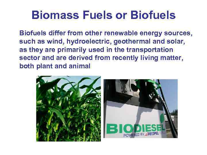 Biomass Fuels or Biofuels differ from other renewable energy sources, such as wind, hydroelectric,
