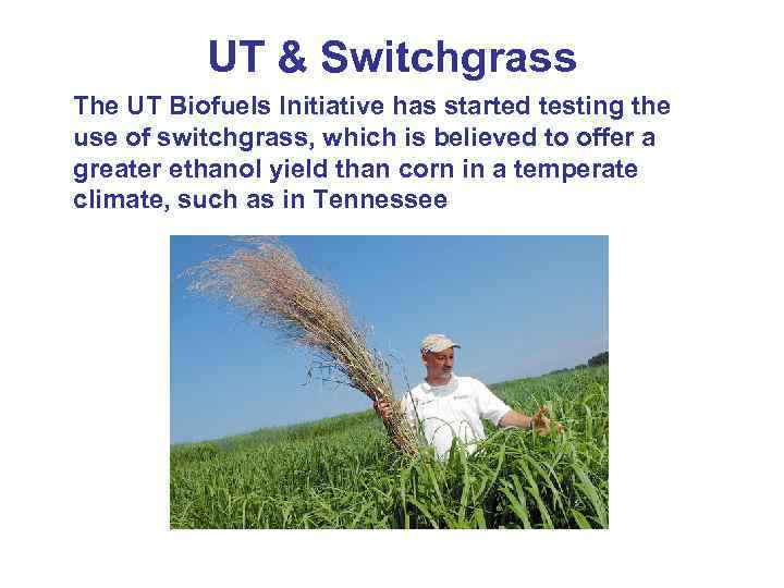 UT & Switchgrass The UT Biofuels Initiative has started testing the use of switchgrass,