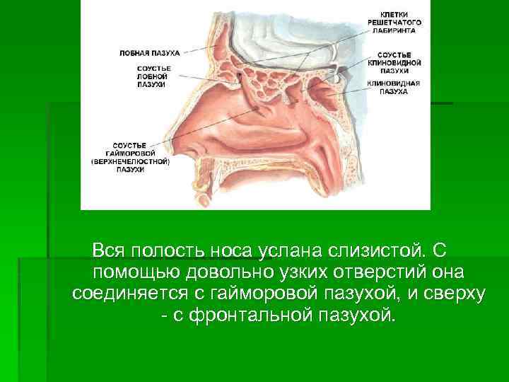 Соустье гайморовой пазухи