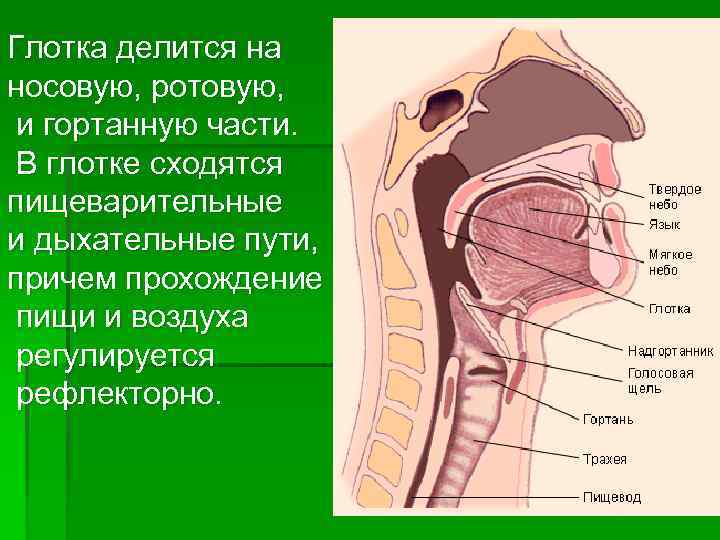 Гортань и пищевод схема