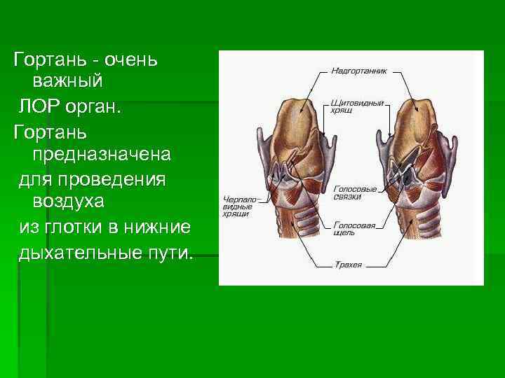 Гортань - очень важный ЛОР орган. Гортань предназначена для проведения воздуха из глотки в