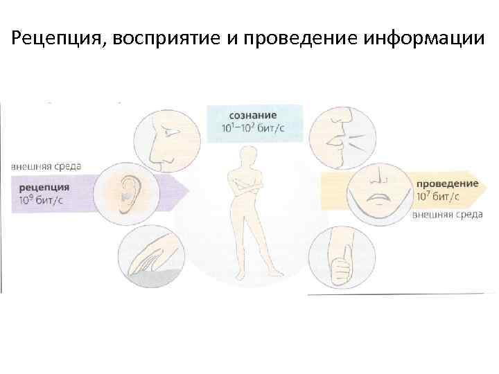 Рецепция, восприятие и проведение информации 