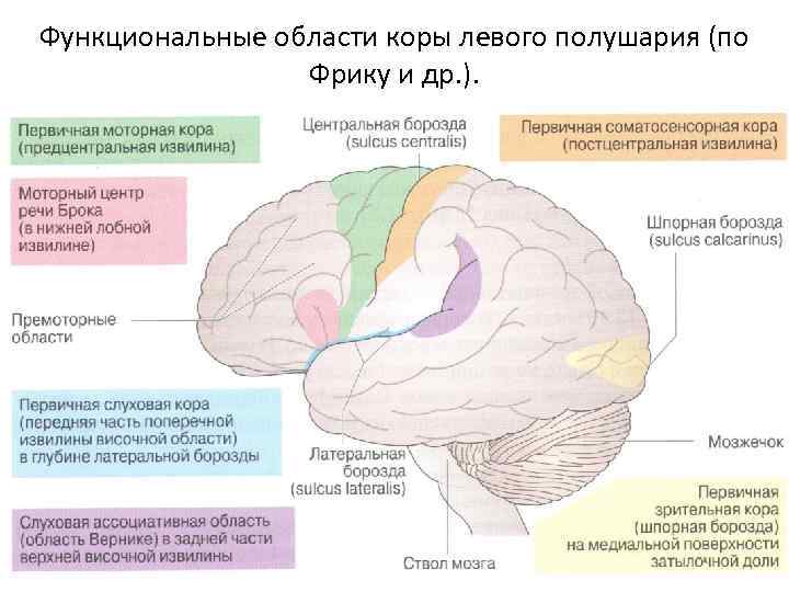 Функциональные области коры левого полушария (по Фрику и др. ). 