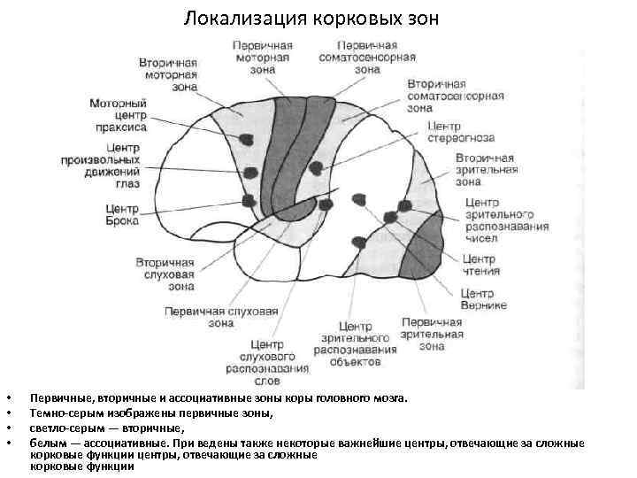 Локализация корковых зон • • Первичные, вторичные и ассоциативные зоны коры головного мозга. Темно-серым