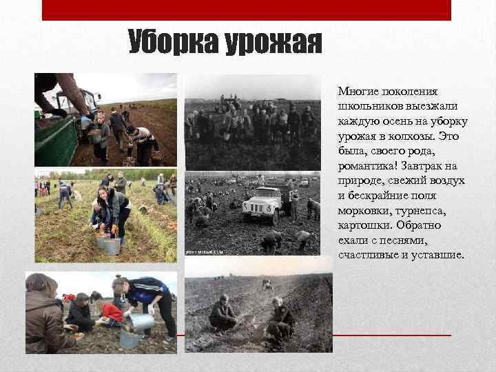 Уборка урожая Многие поколения школьников выезжали каждую осень на уборку урожая в колхозы. Это