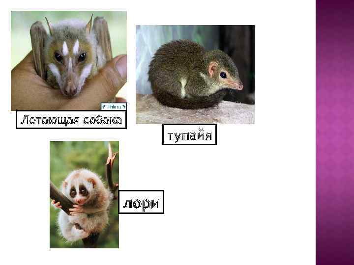 Летающая собака тупайя лори 