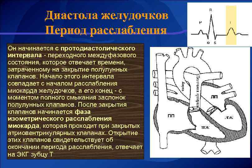 Диастола желудочков Период расслабления Он начинается с протодиастолического интервала - переходного междуфазового состояния, которое