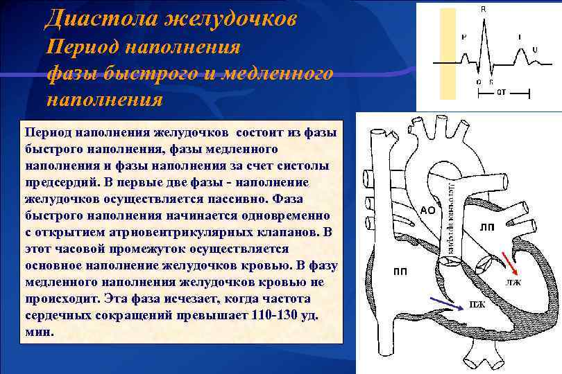Диастола желудочков Период наполнения фазы быстрого и медленного наполнения Период наполнения желудочков состоит из