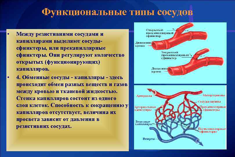 Функциональные типы сосудов • • Между резистивними сосудами и капиллярами выделяют сосудысфинктеры, или прекапиллярные