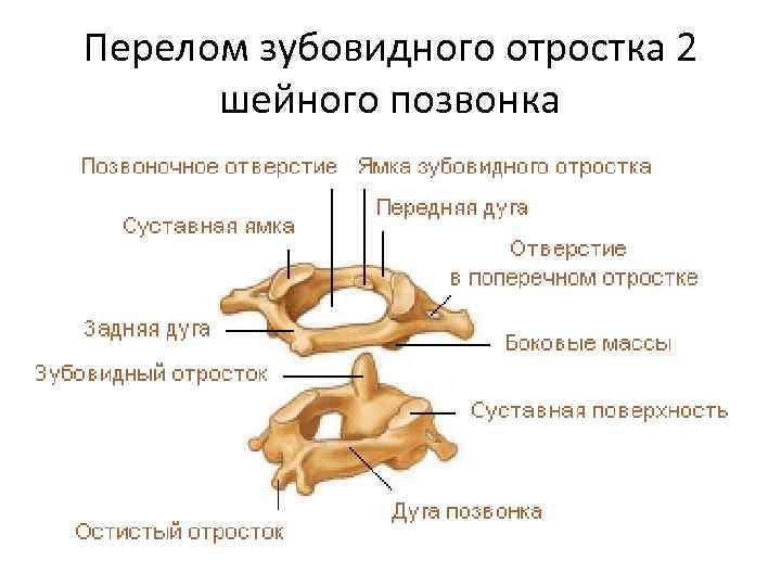 Шейные позвонки анатомия картинки