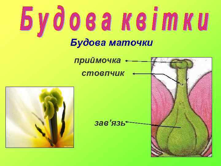 Будова маточки приймочка стовпчик зав’язь 