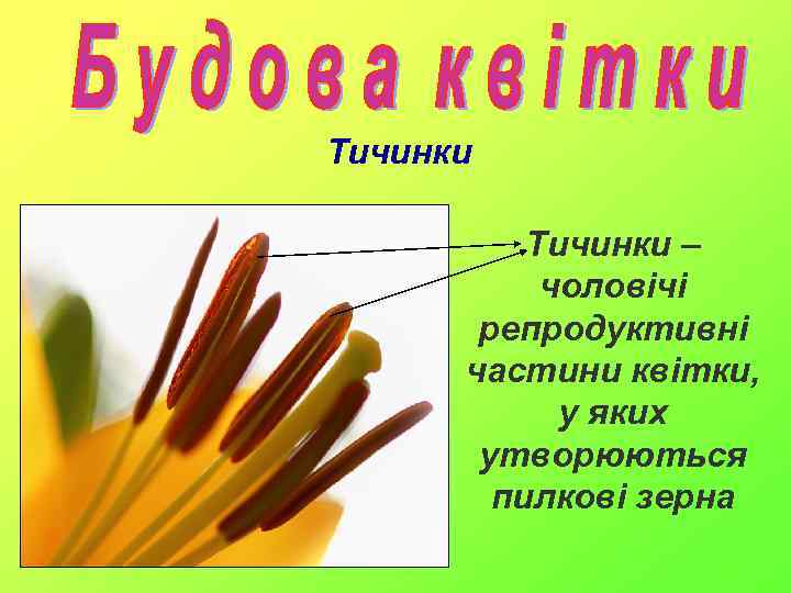 Тичинки – чоловічі репродуктивні частини квітки, у яких утворюються пилкові зерна 