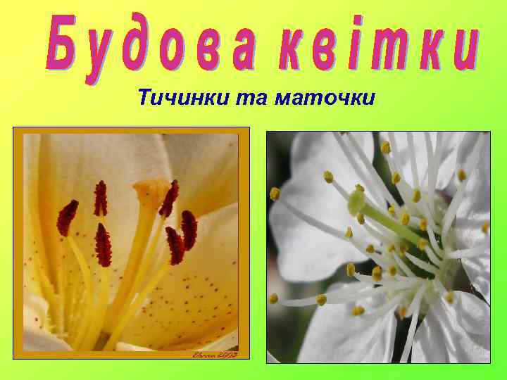 Тичинки та маточки 