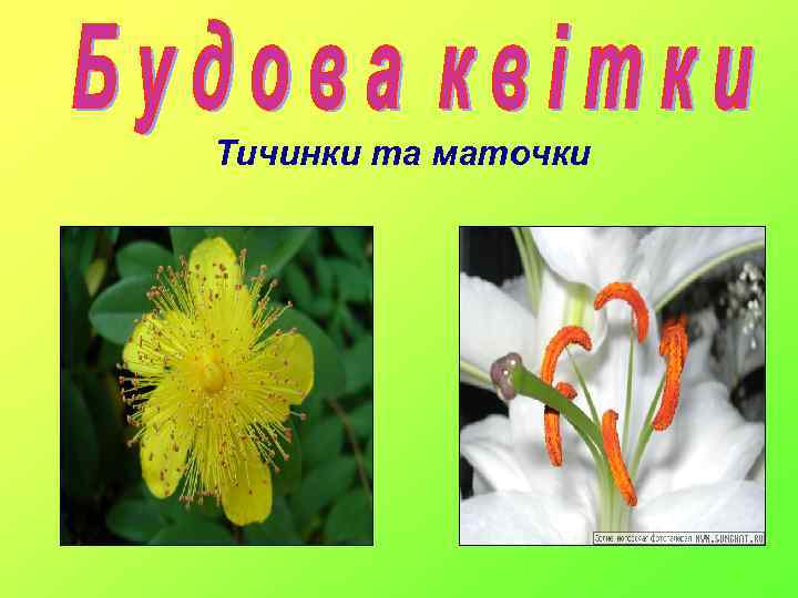 Тичинки та маточки 