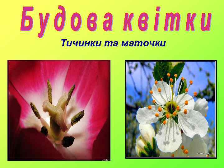 Тичинки та маточки 