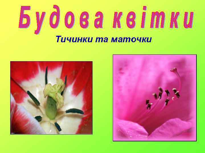 Тичинки та маточки 