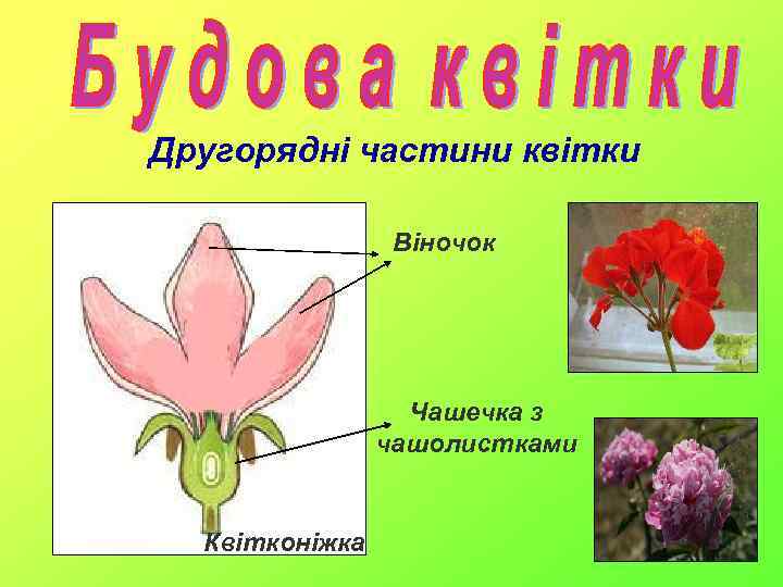 Другорядні частини квітки Віночок Чашечка з чашолистками Квітконіжка 