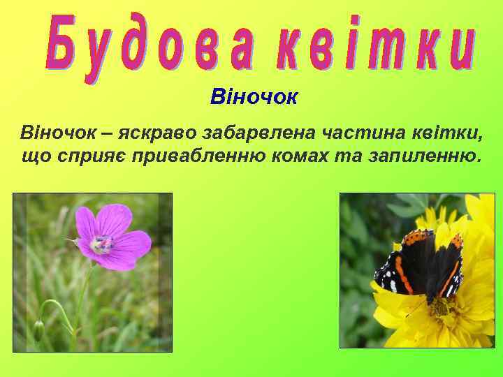 Віночок – яскраво забарвлена частина квітки, що сприяє привабленню комах та запиленню. 
