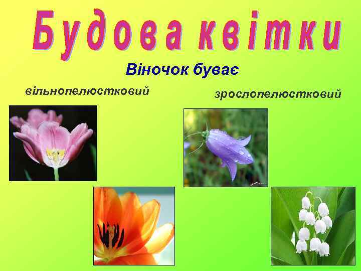 Віночок буває вільнопелюстковий зрослопелюстковий 