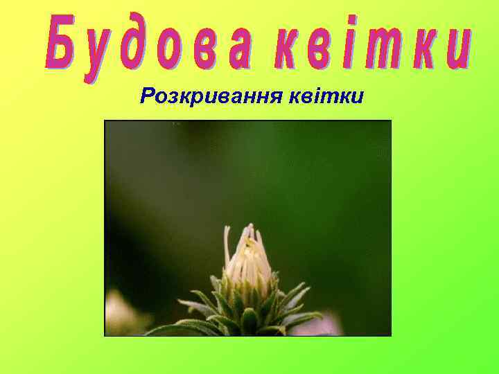 Розкривання квітки 