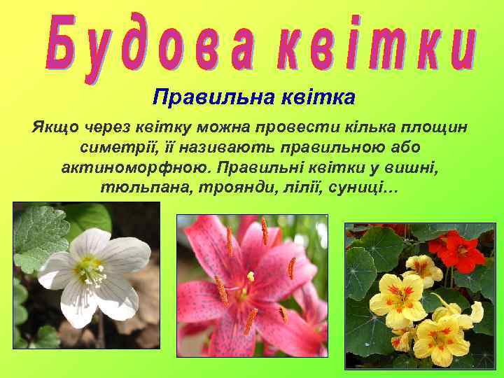 Правильна квітка Якщо через квітку можна провести кілька площин симетрії, її називають правильною або
