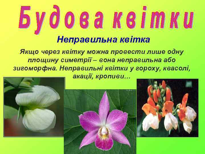 Неправильна квітка Якщо через квітку можна провести лише одну площину симетрії – вона неправильна
