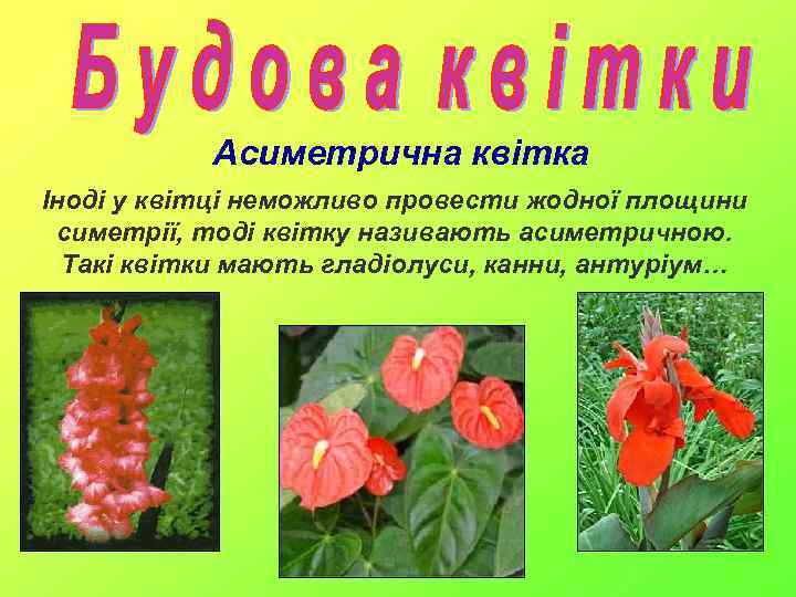 Асиметрична квітка Іноді у квітці неможливо провести жодної площини симетрії, тоді квітку називають асиметричною.