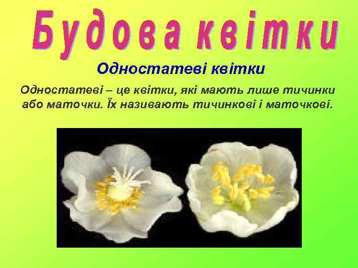 Одностатеві квітки Одностатеві – це квітки, які мають лише тичинки або маточки. Їх називають