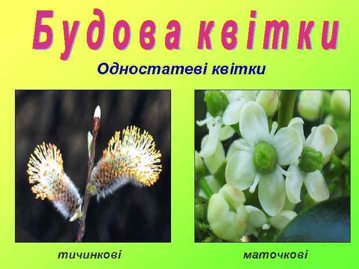 Одностатеві квітки тичинкові маточкові 