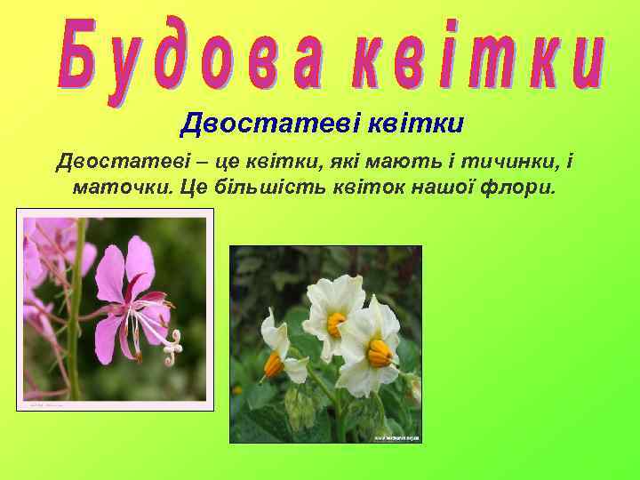 Двостатеві квітки Двостатеві – це квітки, які мають і тичинки, і маточки. Це більшість