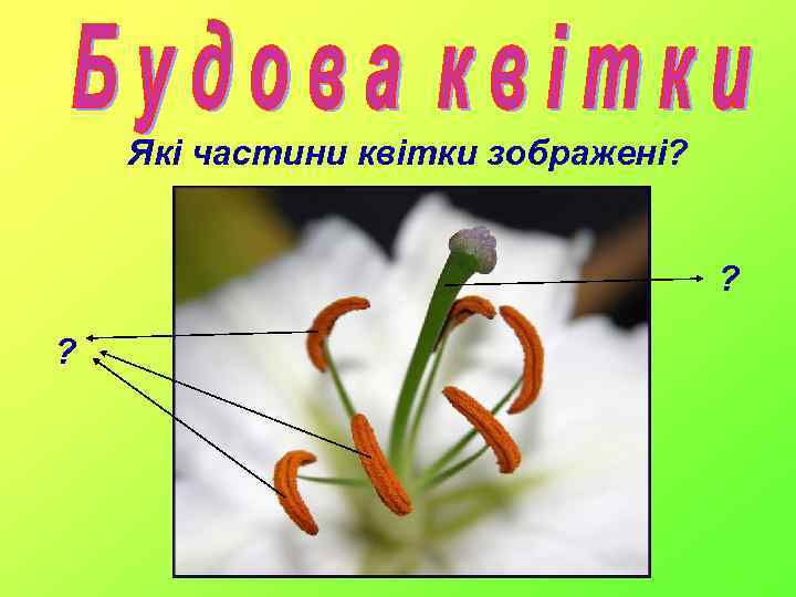Які частини квітки зображені? ? ? 