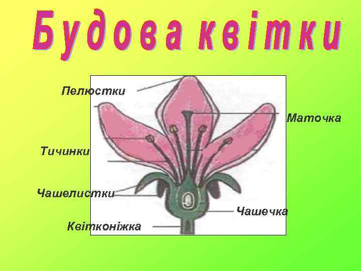 Пелюстки Маточка Тичинки Чашелистки Чашечка Квітконіжка 